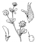 Nom original: Trifolium resupinatum (n°873)