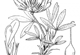 Nom original: Trifolium alpinum (n°876)