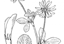 Nom original: Trifolium elegans (n°877)