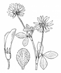 Nom original: Trifolium elegans (n°877)