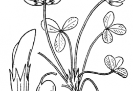 Nom original: Trifolium thalii (n°881)
