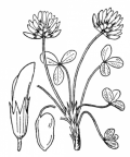 Nom original: Trifolium thalii (n°881)