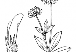 Nom original: Trifolium montanum (n°892)
