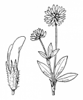 Nom original: Trifolium montanum (n°892)