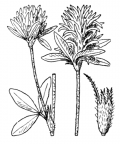 Nom original: Trifolium ochroleucon (n°893)