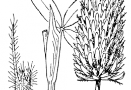 Nom original: Trifolium rubens (n°894)