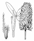 Nom original: Trifolium rubens (n°894)
