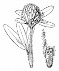 Nom original: Trifolium alpestre (n°895)