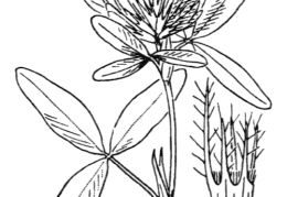 Nom original: Trifolium medium (n°896)