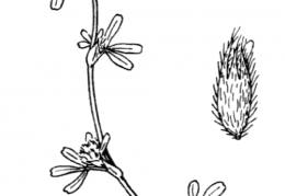Nom original: Trifolium saxatile (n°898)