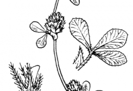 Nom original: Trifolium scabrum (n°899)