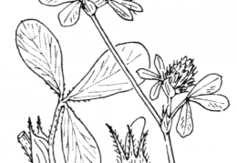 Nom original: Trifolium striatum (n°901)