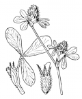Nom original: Trifolium striatum (n°901)