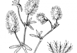 Nom original: Trifolium arvense (n°905)