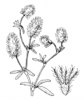 Nom original: Trifolium arvense (n°905)
