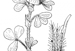 Nom original: Trifolium hirtum (n°911)