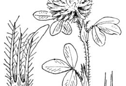 Nom original: Trifolium diffusum (n°912)