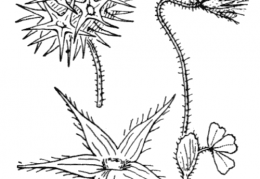 Nom original: Trifolium stellatum (n°914)