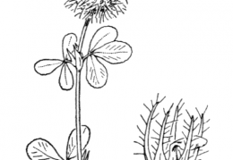 Nom original: Trifolium lappaceum (n°915)
