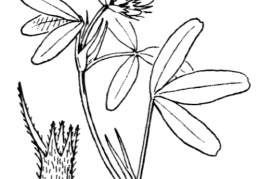 Nom original: Trifolium squarrosum (n°917)