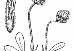 Nom original: Trifolium leucanthum (n°918)
