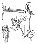 Nom original: Tetragonolobus siliquosus (n°925)
