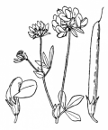 Nom original: Lotus uliginosus (n°938)