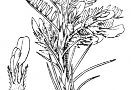 Nom original: Astragalus aristatus (n°945)