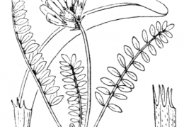 Nom original: Astragalus monspessulanus (n°951)