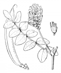 Nom original: Astragalus glycyphyllos (n°952)