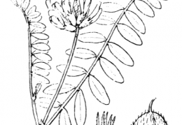 Nom original: Astragalus cicer (n°953)