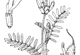 Nom original: Astragalus onobrychis (n°961)