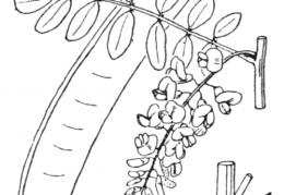 Nom original: Robinia pseudoacacia (n°979)