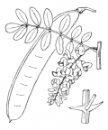 Nom original: Robinia pseudoacacia (n°979)