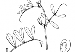 Nom original: Vicia lathyroides (n°988)