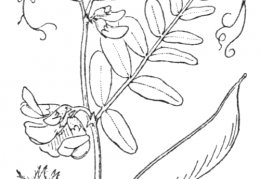 Nom original: Vicia sepium (n°996)