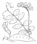 Nom original: Vicia dumetorum (n°1002)