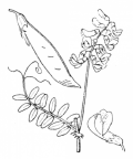 Nom original: Vicia sylvatica (n°1003)