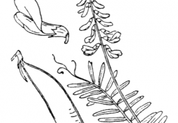 Nom original: Vicia tenuifolia (n°1007)