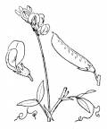 Nom original: Lathyrus pratensis (n°1039)