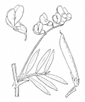 Nom original: Lathyrus macrorrhizus (n°1043)