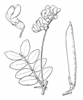 Nom original: Lathyrus niger (n°1044)