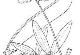 Nom original: Lathyrus heterophyllus (n°1051)