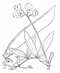Nom original: Lathyrus heterophyllus (n°1051)