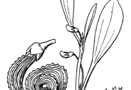 Nom original: Scorpiurus vermiculatus (n°1056)