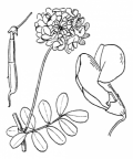 Nom original: Coronilla coronata (n°1059)
