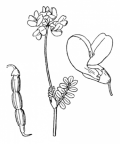 Nom original: Coronilla vaginalis (n°1061)