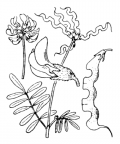Nom original: Hippocrepis comosa (n°1072)