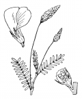 Nom original: Onobrychis sativa (n°1082)