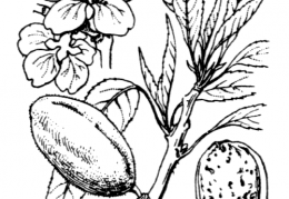 Nom original: Amygdalus communis (n°1083)